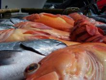 Kyuquot Sound has Every Colour of Fish!