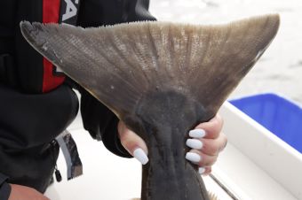 Pacific Halibut Kyuquot Sound