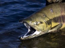 Colourful "Chum" Salmon